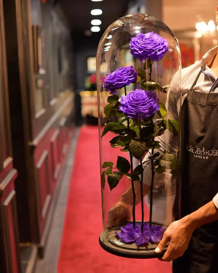 Existen de verdad las rosas como la de "La Bella y la Bestia", y duran 3 años