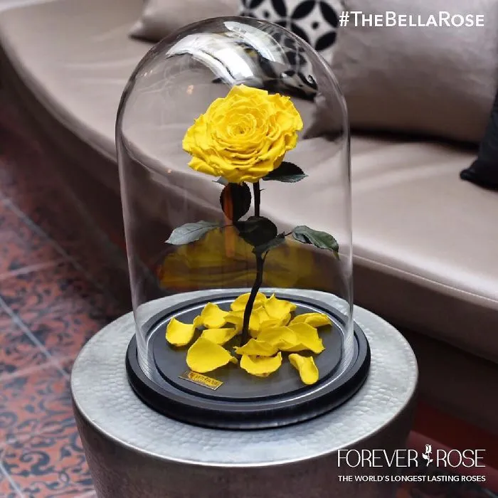Real "Beauty And The Beast" Roses Exist, And They'll Last For 3 Years