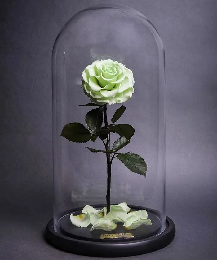 Real "Beauty And The Beast" Roses Exist, And They'll Last For 3 Years
