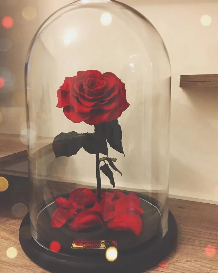 Existen de verdad las rosas como la de "La Bella y la Bestia", y duran 3 años
