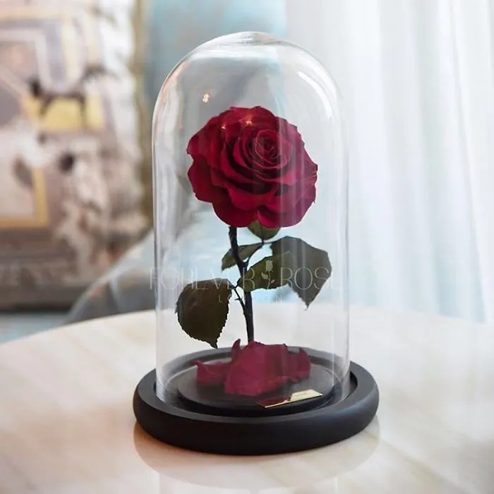 Existen de verdad las rosas como la de "La Bella y la Bestia", y duran 3 años