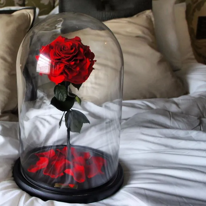 Real "Beauty And The Beast" Roses Exist, And They'll Last For 3 Years