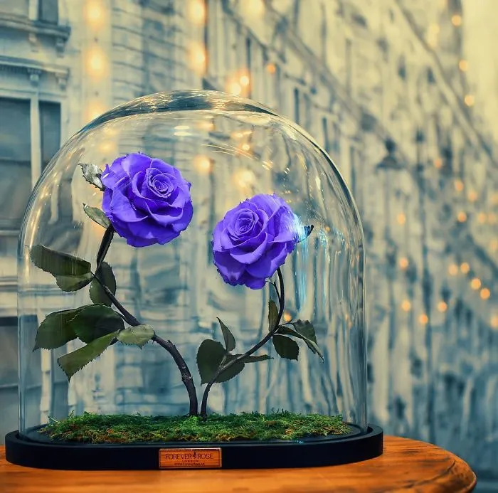 Existen de verdad las rosas como la de "La Bella y la Bestia", y duran 3 años