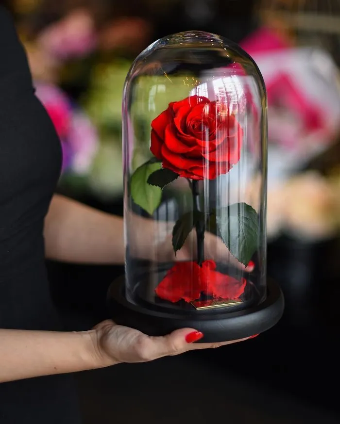 Existen de verdad las rosas como la de "La Bella y la Bestia", y duran 3 años