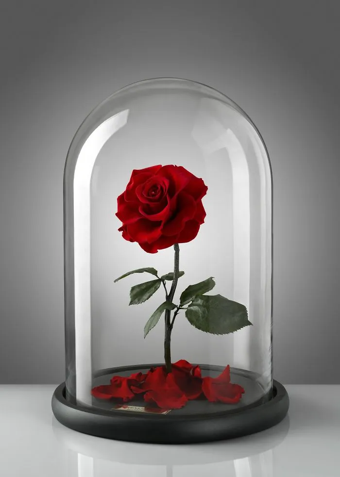 Existen de verdad las rosas como la de "La Bella y la Bestia", y duran 3 años