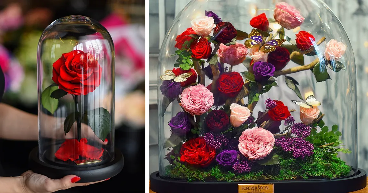 Existen de verdad las rosas como la de "La Bella y la Bestia", y duran 3 años