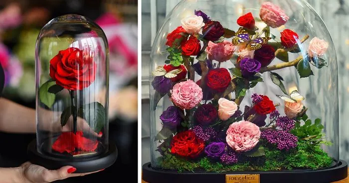 Real "Beauty And The Beast" Roses Exist, And They'll Last For 3 Years