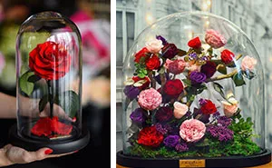 Real "Beauty And The Beast" Roses Exist, And They'll Last For 3 Years