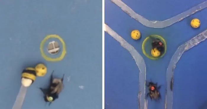 Bees Show Un-Bee-Lievable Learning Ability