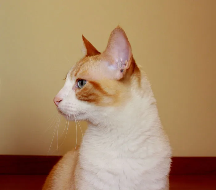 I Wrote A Hilarious Bedtime Book For Cat Owners Inspired By The Sleepless Nights With A Meowing Kitty