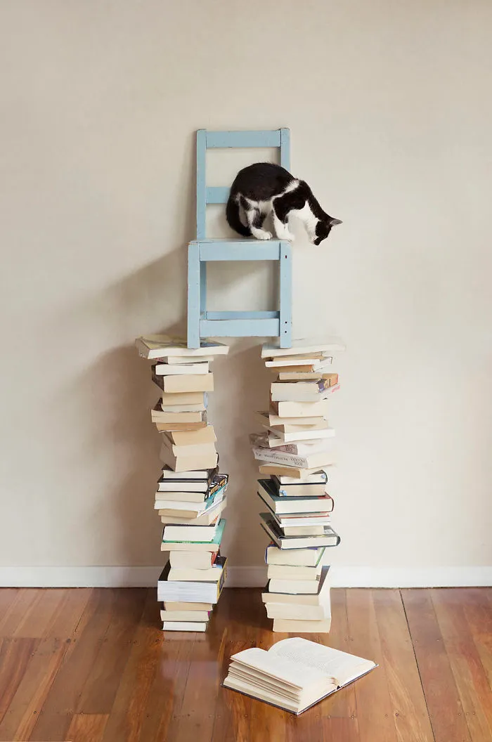 I Made A Career Out Of Annoying Cats