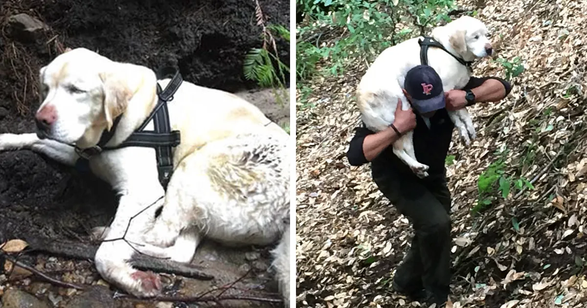 Este perro ciego fue encontrado en las montañas tras 8 días desaparecido