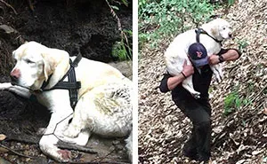 Blind Dog Is Found In The Mountains 8 Days After She Disappeared