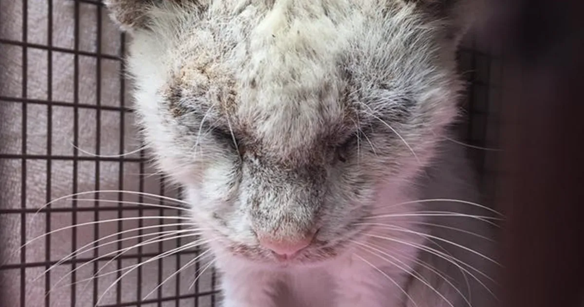 Este gato callejero "ciego" sorprende a su rescatador tras abrir sus bellos ojos