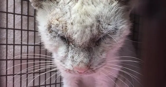 "Blind" Stray Cat Surprises Rescuer After Revealing Incredible Beauty Of His Eyes