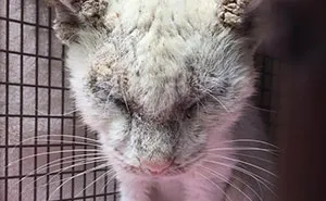 "Blind" Stray Cat Surprises Rescuer After Revealing Incredible Beauty Of His Eyes