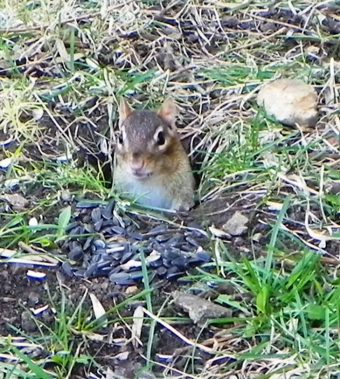 My Chipmunk Friends