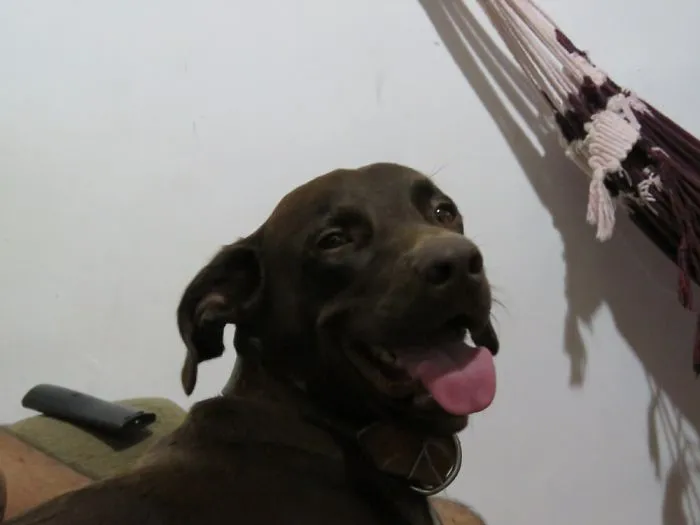175 Of The Most Adorable Animal Mlems" Ever"