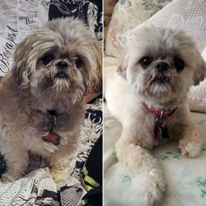 My Shih-tzu, Ashley