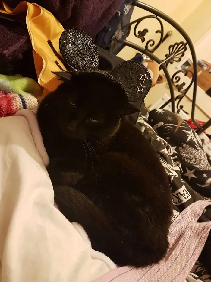 I Am Not A Mouse Human