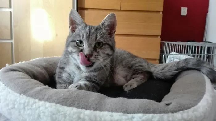 175 Of The Most Adorable Animal Mlems" Ever"