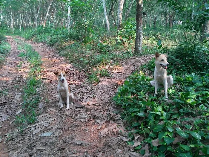 Somebodys Dogs