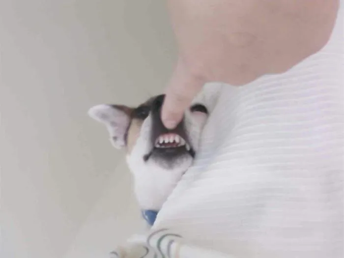 One Way To Wake Up Your Dog