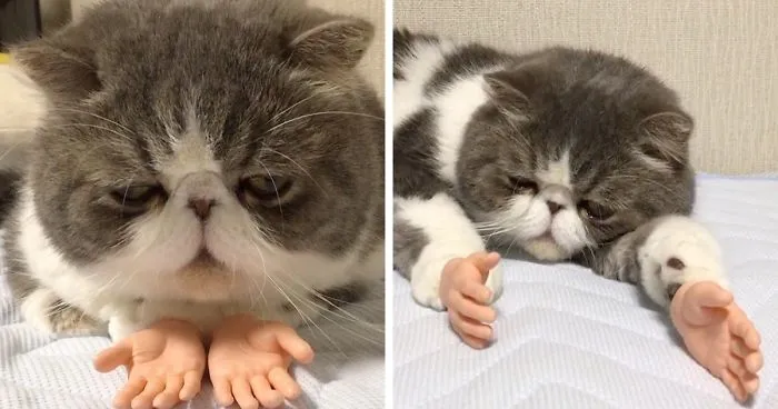 This Cat With Prosthetic Human Hands Is Going Viral