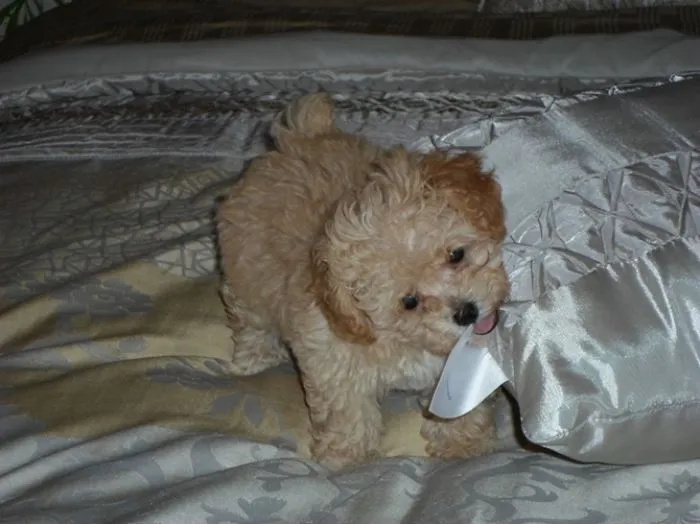 17 Amazing Small Dogs And Their Secret Thoughts