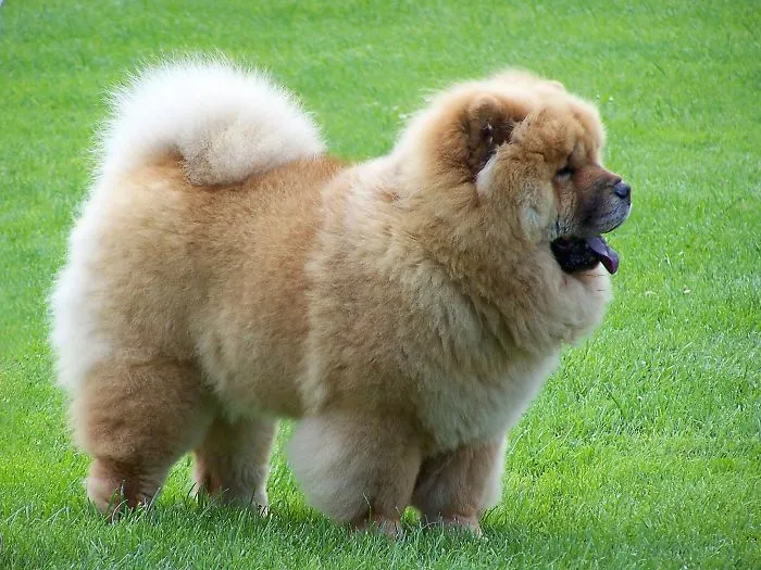 Puppy