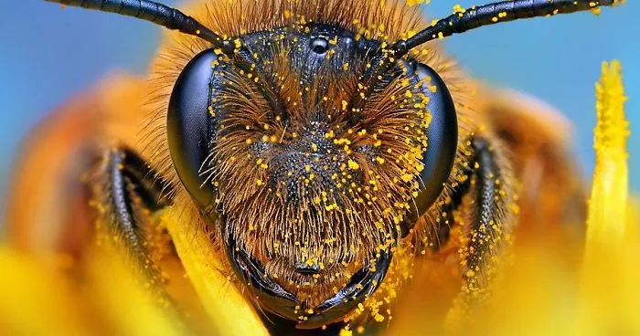 Cheerios Will Send You 500 Wildflower Seeds For Free To Help Save The Bees