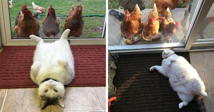 This Cat Has No Idea Why Chicks Are Going Crazy Over Him