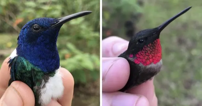 Magical Colors Of Hummingbirds