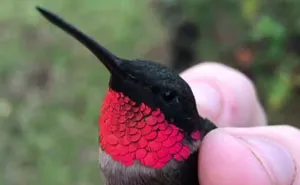 Magical Colors Of Hummingbirds