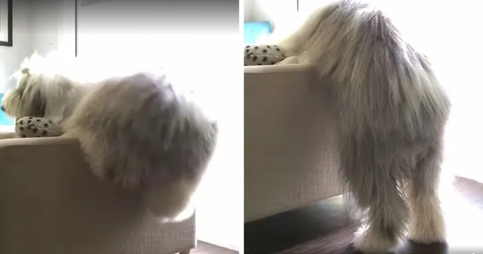 World's Clumsiest Dog