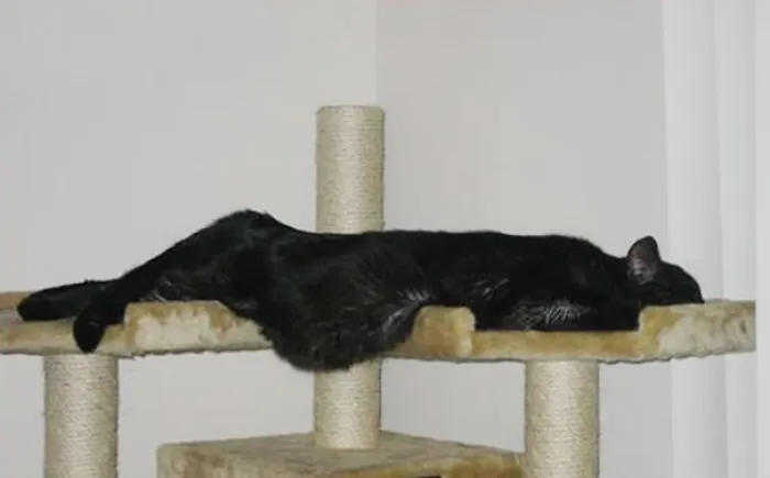 Cat Is Melting