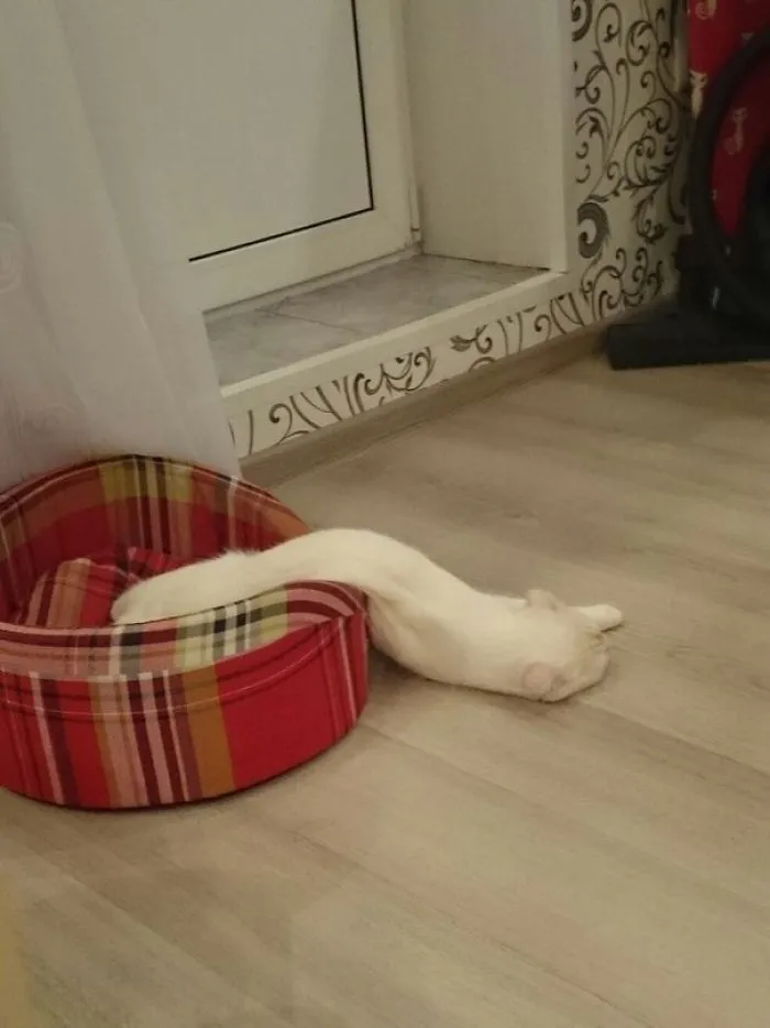 Se ha derretido el gato