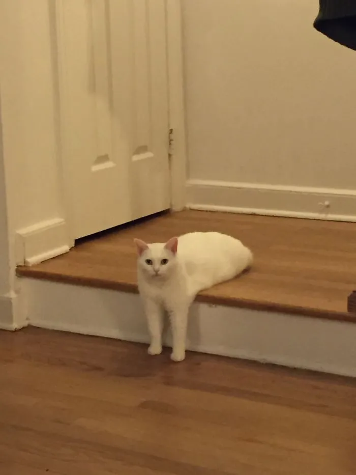 Melting Cat