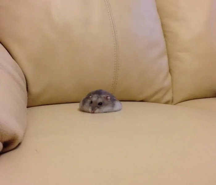 A alguien se le ha derretido el hamster en el sofá