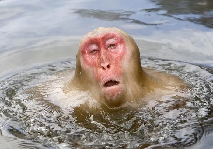 This Monkey Is Dissolving