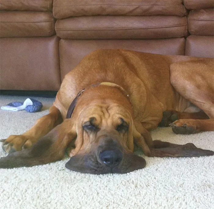 This Dog Is Melting