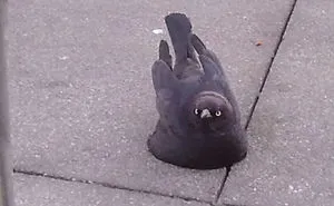 154 Animals That Just Melted (Our Hearts)