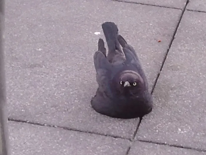 Este pájaro se derritió en el suelo y no le gustó que le viera hacerlo