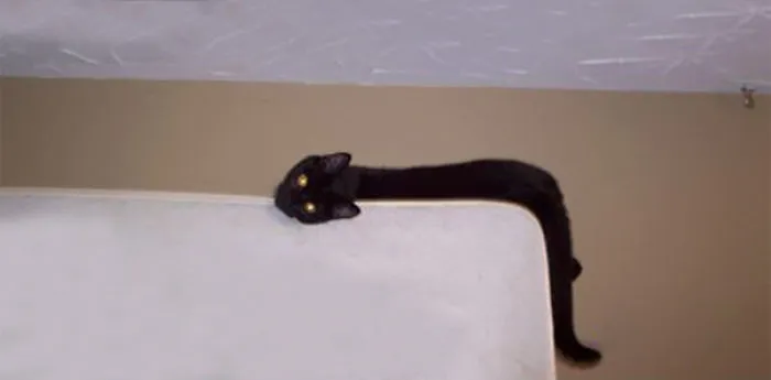 Dali Kitten
