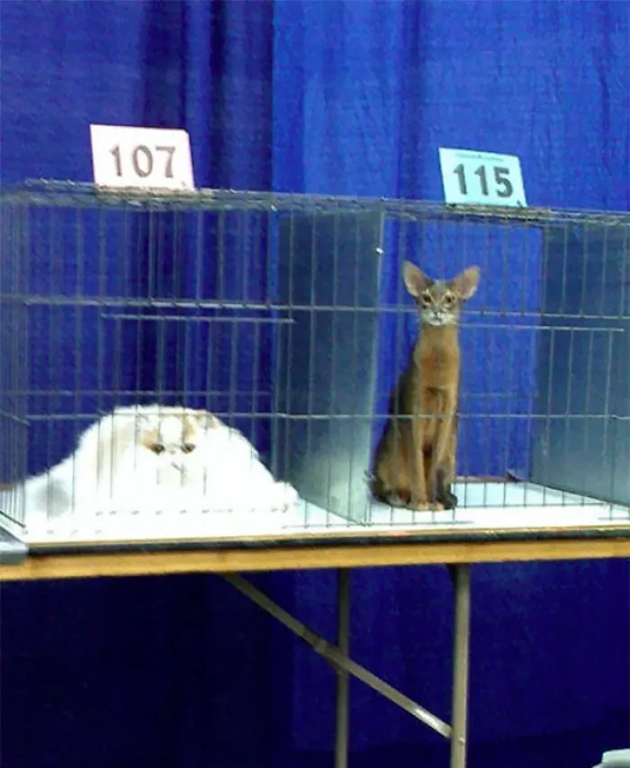 Distintas razas de gato se derriten a distintas temperaturas