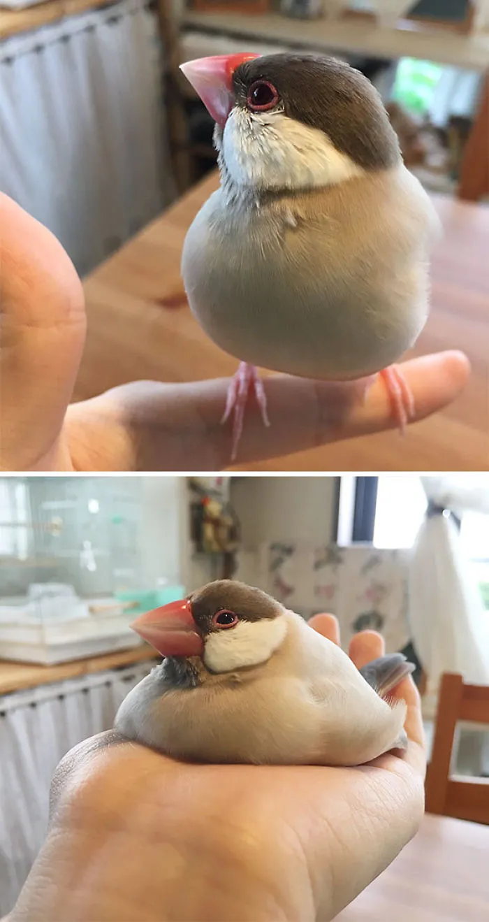 Este pajarito se ha derretido en mi mano