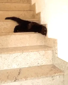 Gato derretido bajando escaleras