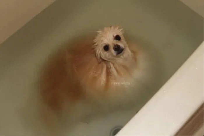 Perro derritiéndose en el baño
