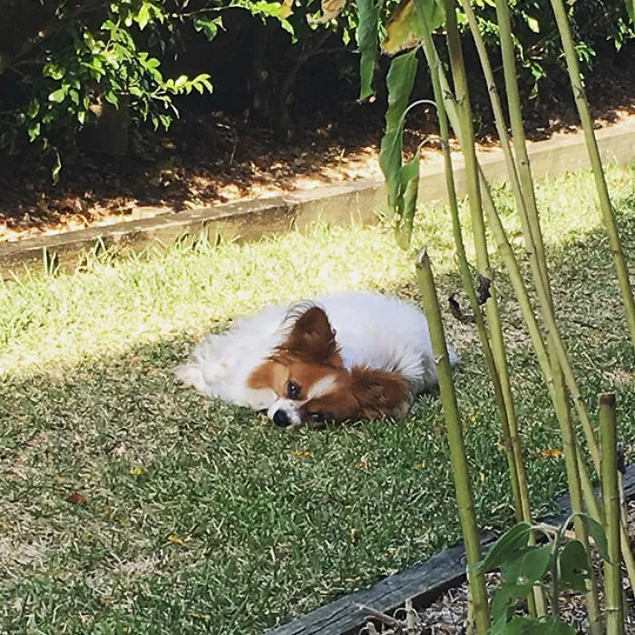 Melting Dog