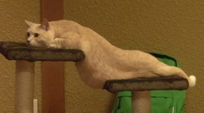 Gato de Dalí